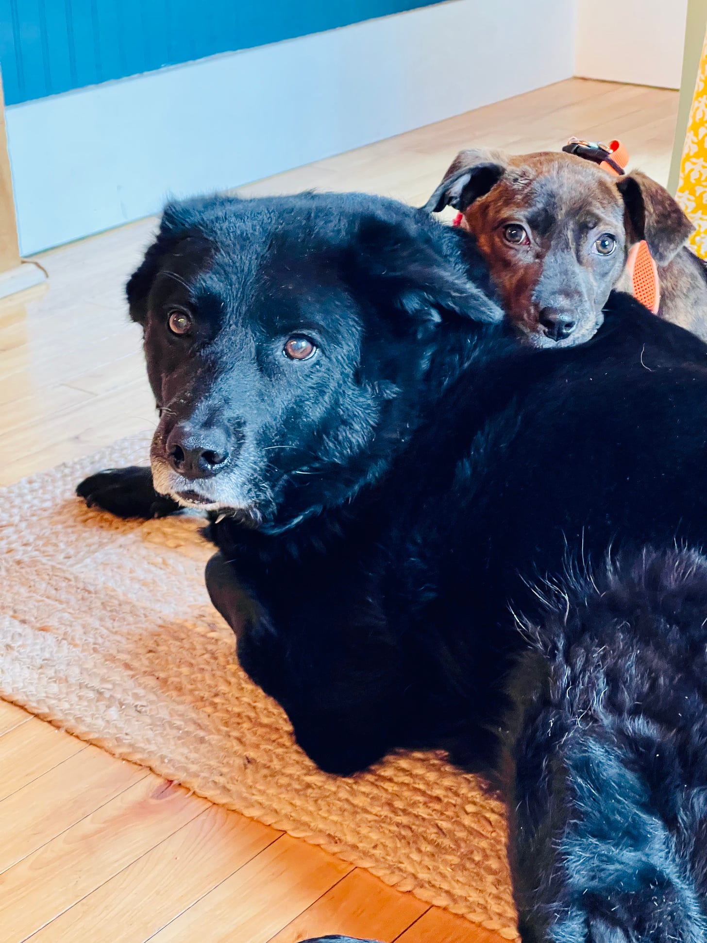 Two dogs on a floor. The puppy's head is on top of the older, large dog's back