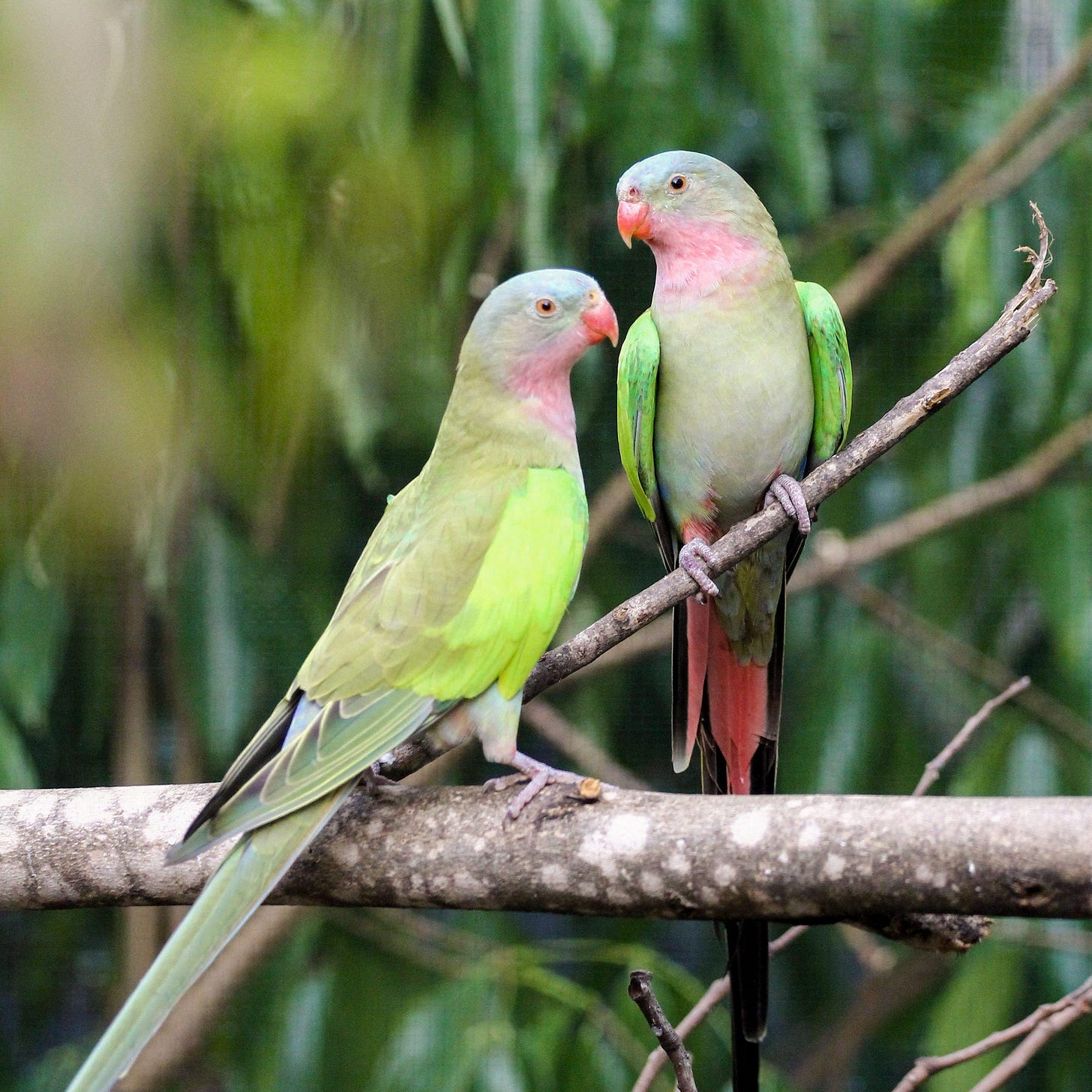 Princess Parrots | Lone Pine Koala Sanctuary