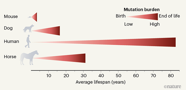 Lifespan and the accumulation of mutations across species.