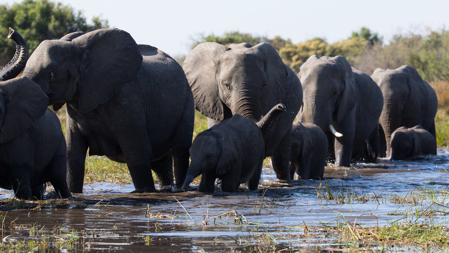 DisneyNature 'In The Footsteps Of Elephants" Review | What's On ...