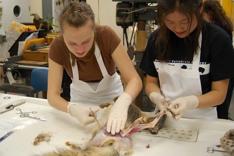 Students at Prep Lab in Berkeley Museum of Vertebrate Zoology