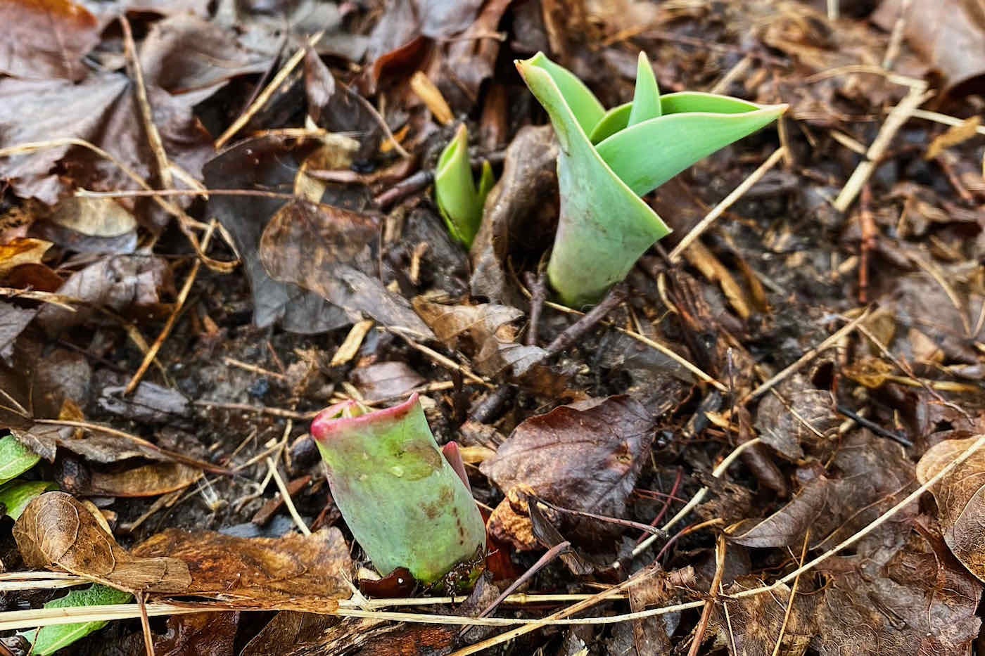 Tulip sprouting out of leaf litter