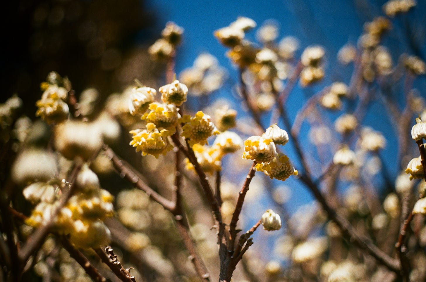 a paperbush plant as seen from underneath—the white buds hide bright yellow blossoms
