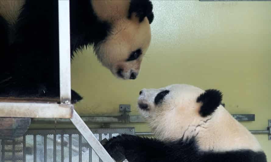 Female panda Huan Huan (L) and male panda Huan Zi meet during an attempt to mate the pair in their enclosure at the Beauval Zoo