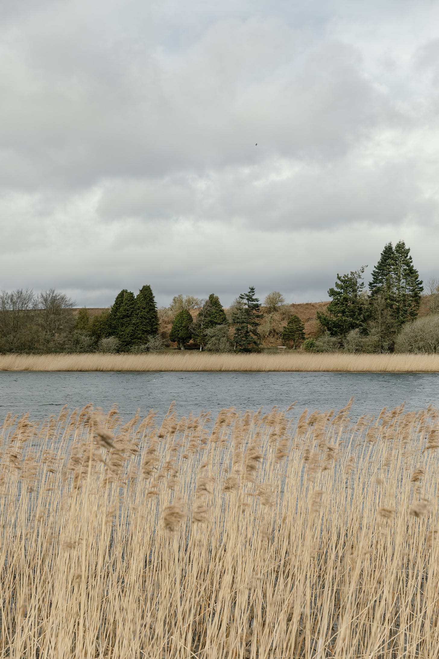 A photograph of a Scottish lake and pine trees with reeds in the foreground.