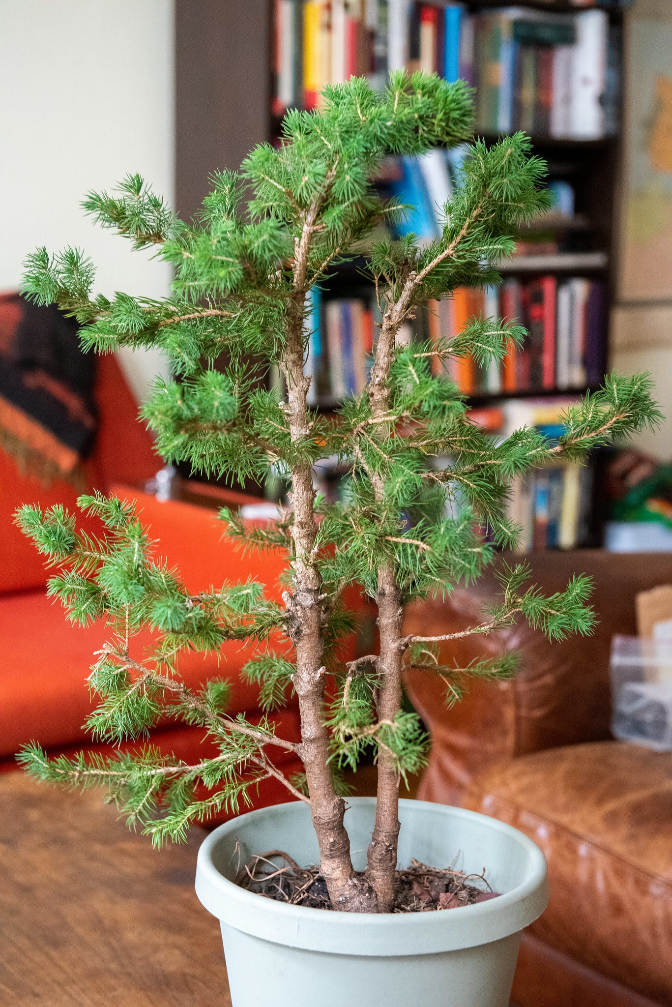 Image description: photo of twin trunk white spruce tree with its wire removed after styling. End image description.