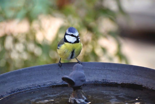 A small blue and yellow bird (blue tit) sits on the edge of a bowl of water