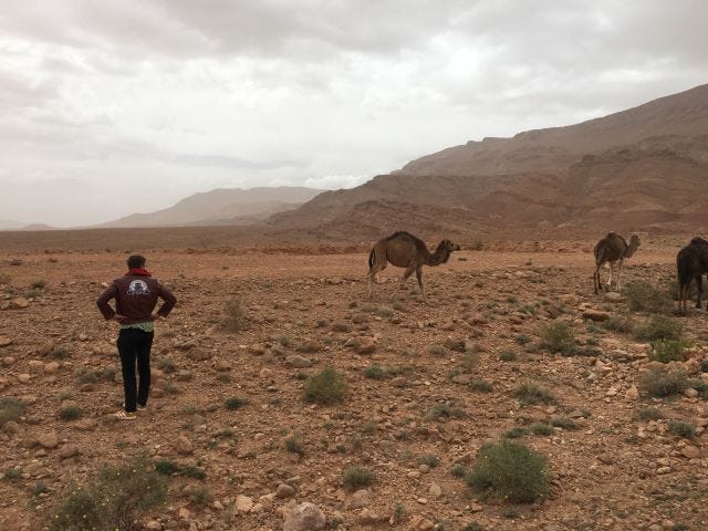 kevin + camels