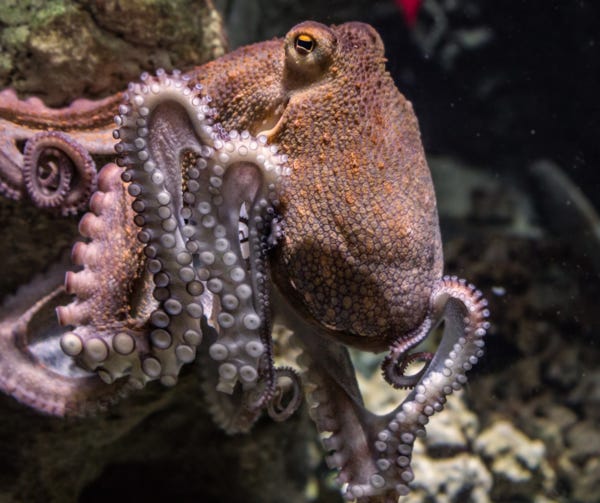 Octopuses were around before dinosaurs