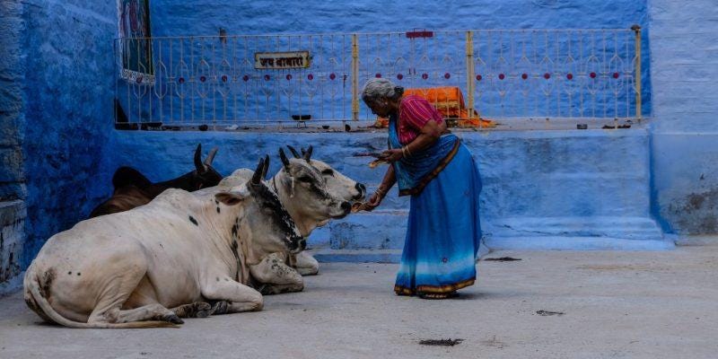 Only if Cow Is Revered, Country Will Prosper&#39;: Allahabad HC Wants Cow to Be  &#39;National Animal&#39;
