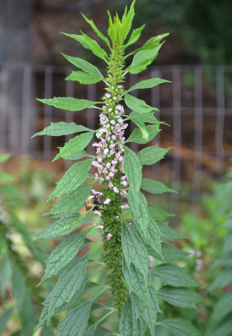 Motherwort: The Plant World's Mama Bear - Herbal Academy