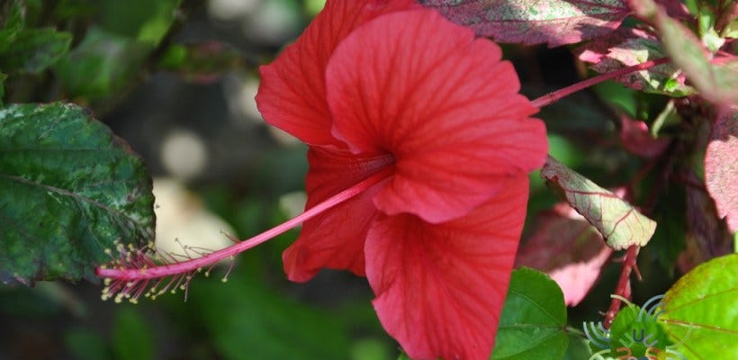 ชบาด่างสามสี Hibiscus rosa-sinensis L. &#39;Cooperi&#39; – ข้อมูลพันธุ์ไม้