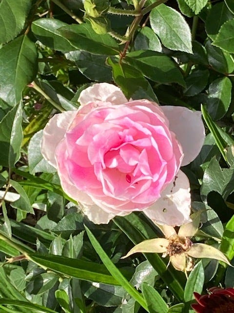 May be an image of rose and nature