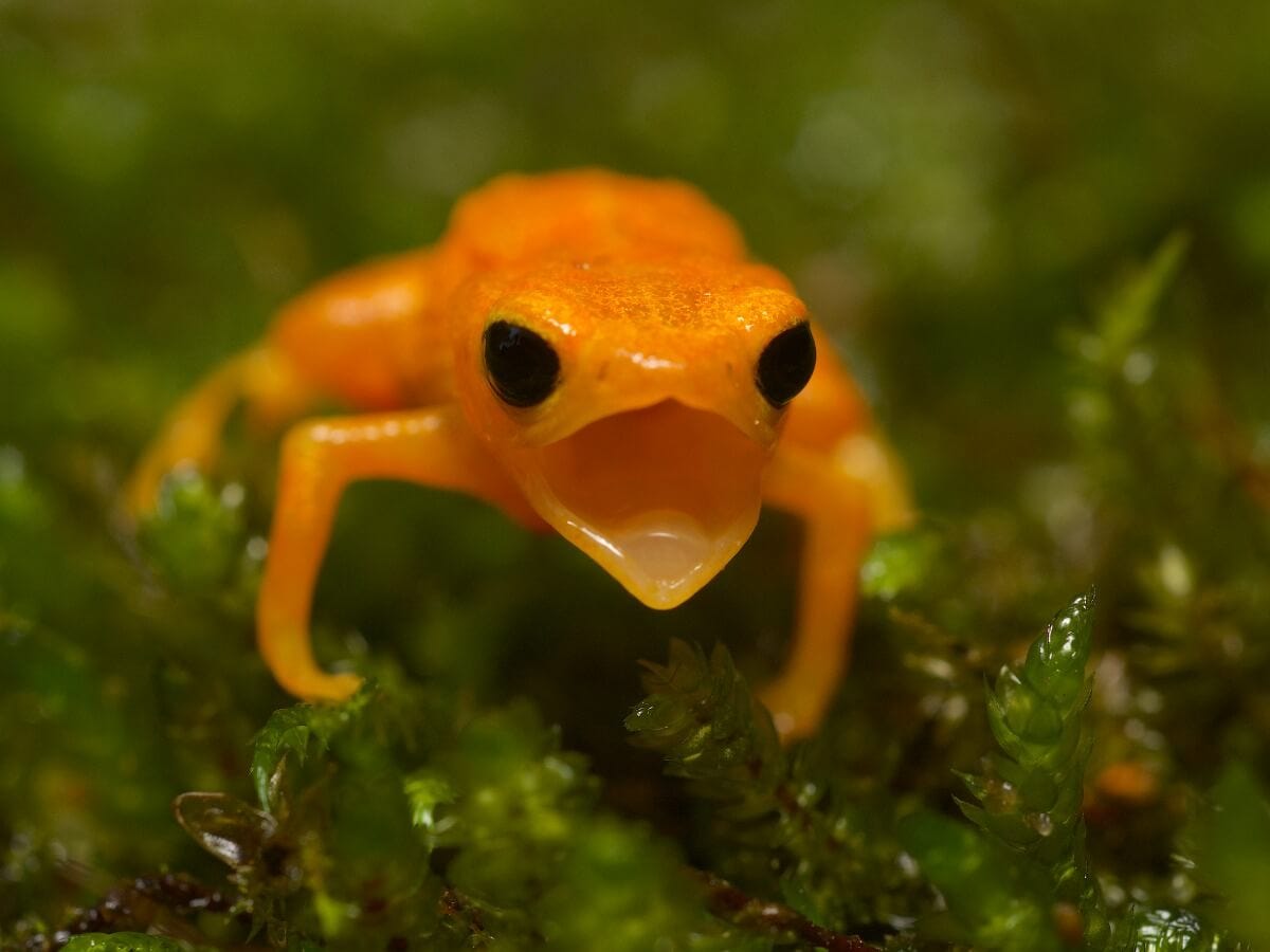 Pumpkin toadlet: habitat and characteristics