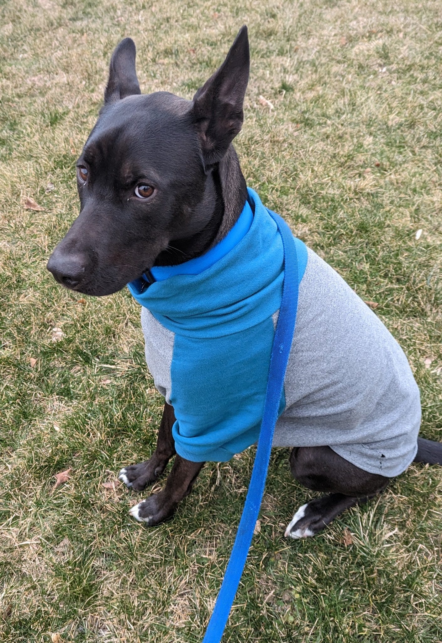 Atlas, a mostly black pit bull/husky/German shepherd mix, wearing a grey and turquoise turtleneck sweater while sitting on some grass