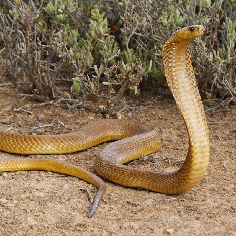 Cape Cobra - African Snakebite Institute