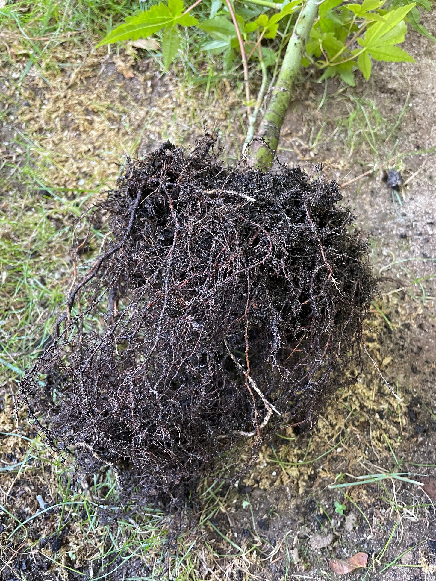 Image description: Photo of maple rootball with the soil raked away, revealing lots of fine feeder roots. End image description.
