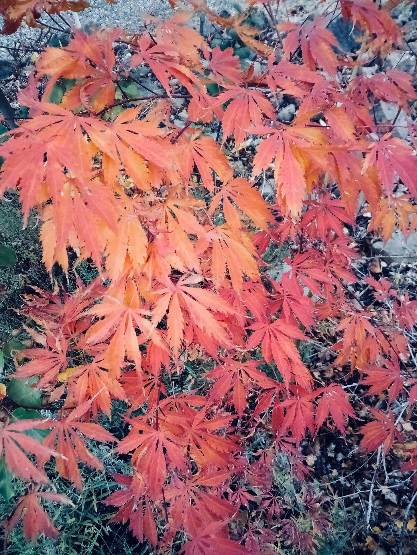 Red maple leaves on a small tree