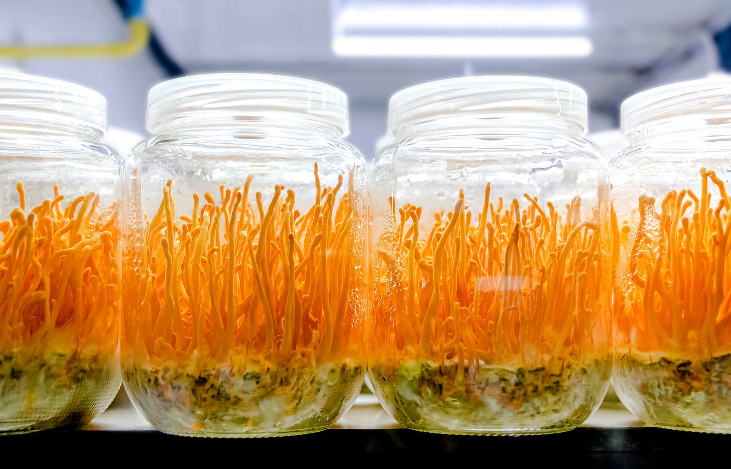 Cordyceps Militaris - Pong Photos - Shutterstock