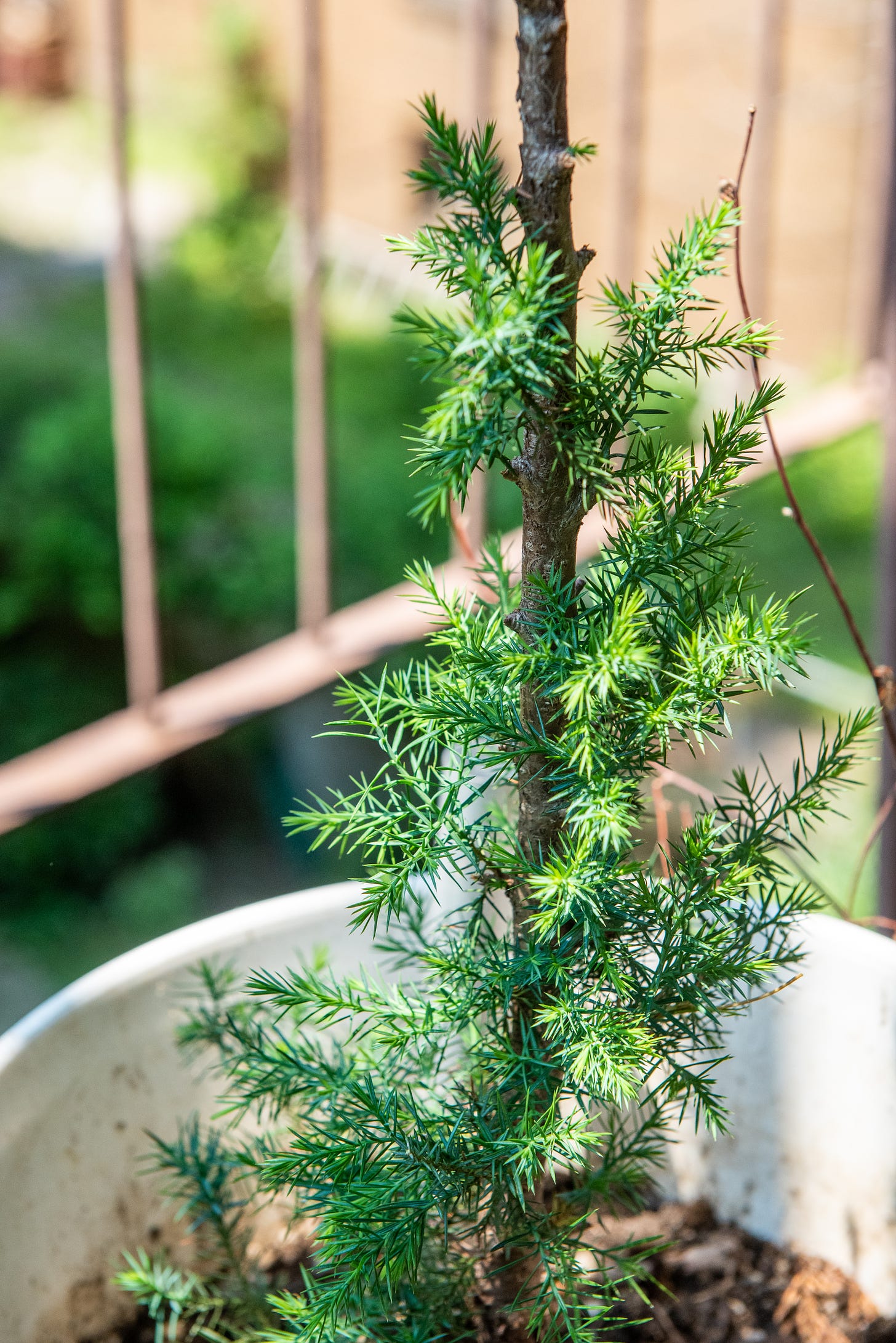 Image description: photo of eastern red cedar tree on my fire escape with new growth. End image description.