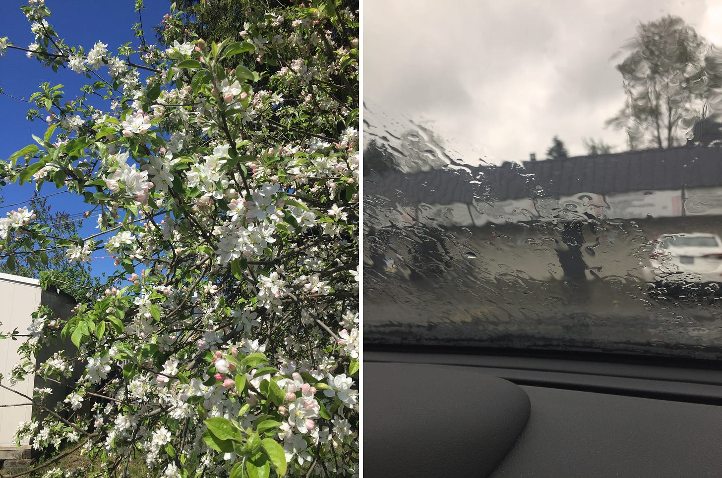 left image: a blossoming apple tree with a blue sky in the background. right image: from a car dashboard, a rainy windshield with a drive-in menu visible in the background.