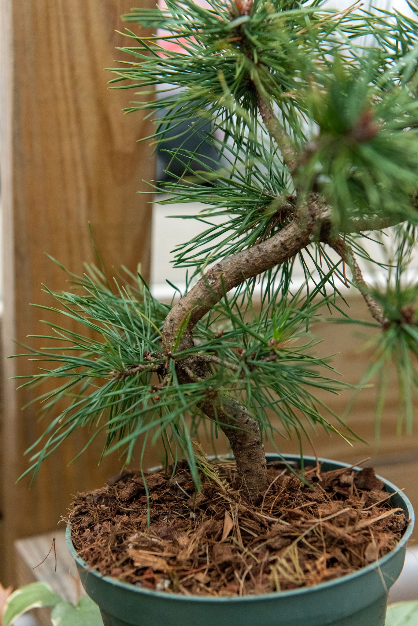 ID: Close up of the base of the tree