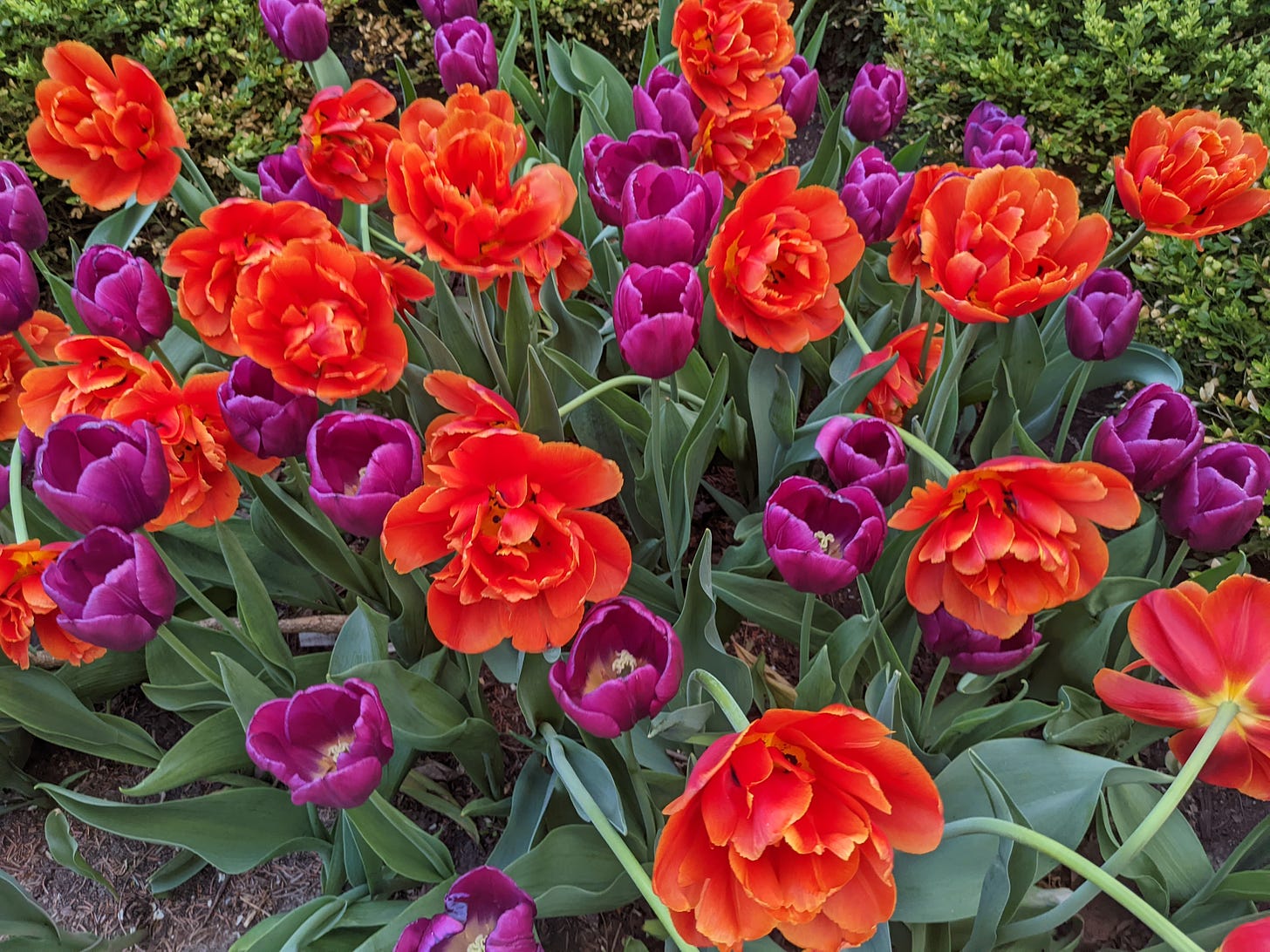 Photograph of bright red and purple tulips clustered together in a flower bed.
