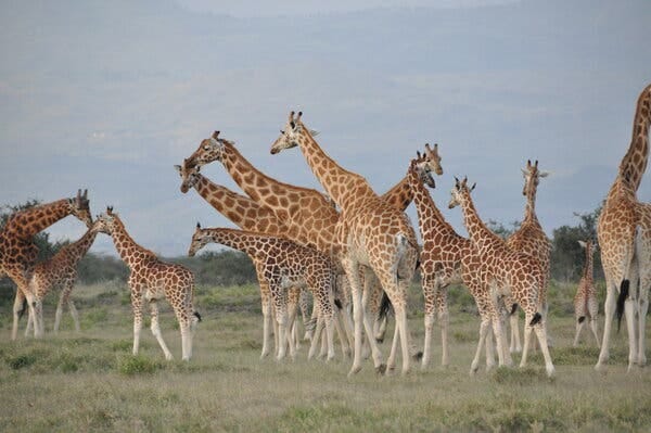 A researcher who studied in Kenya said that giraffes looked “like teenagers hanging out.”