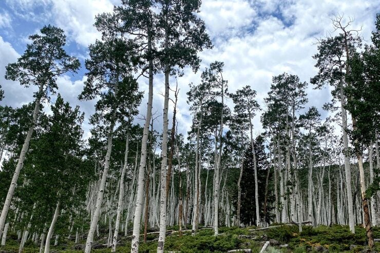 A portion of the 106-acre Pando Aspen Clone, revered as the largest-single living organism on Earth.