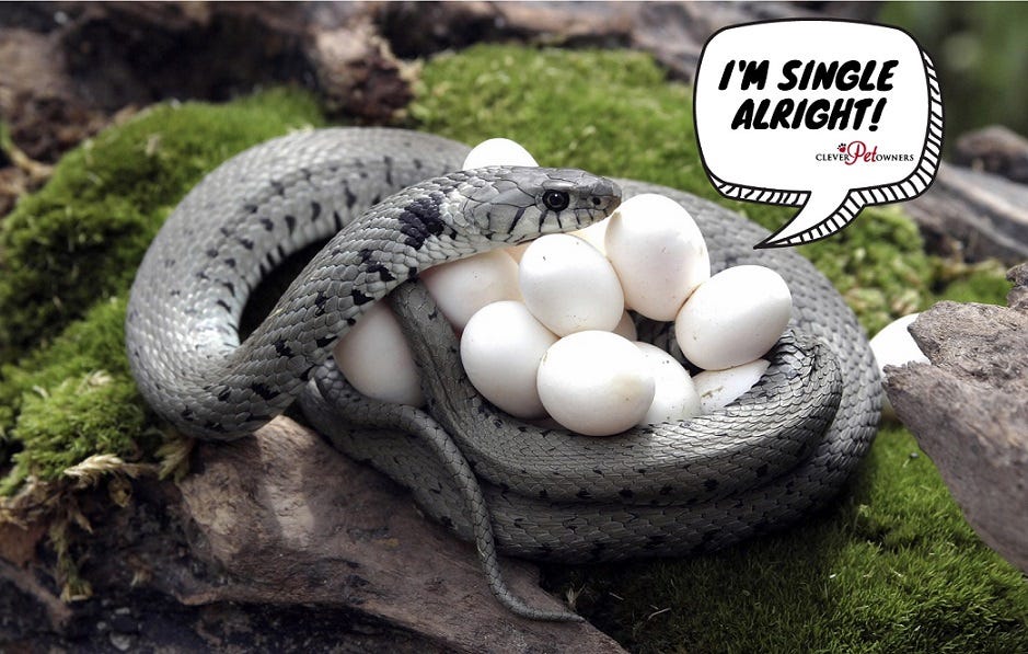 You are currently viewing Can Female Snakes Lay Eggs Without a Male?