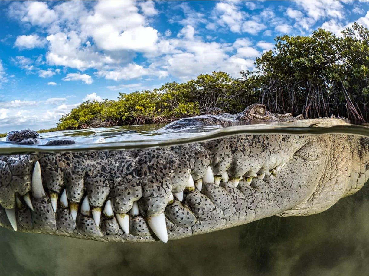 imagen de un cocodrilo americano en los manglares de los Jardines de la Reina