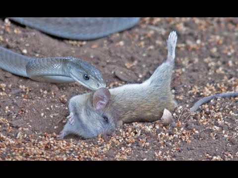 Black Mamba Snake Kills & Swallows Mouse - YouTube