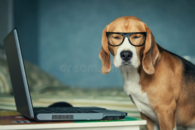 Dog in funny glasses near laptop. Sleepy beagle dog in funny glasses near laptop royalty free stock photos