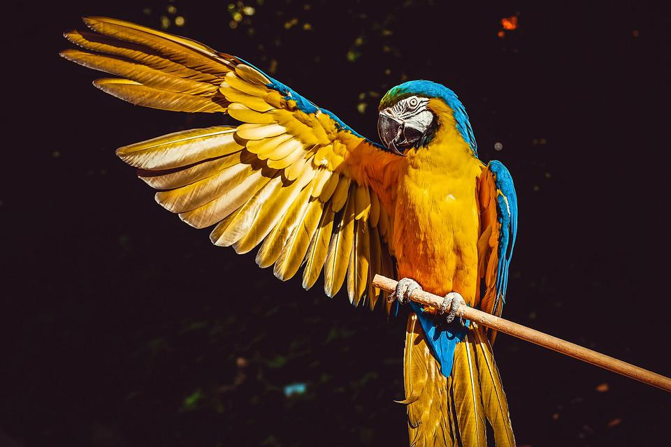 Parrot, Yellow Macaw, Bird, Perched, Wings, Animal