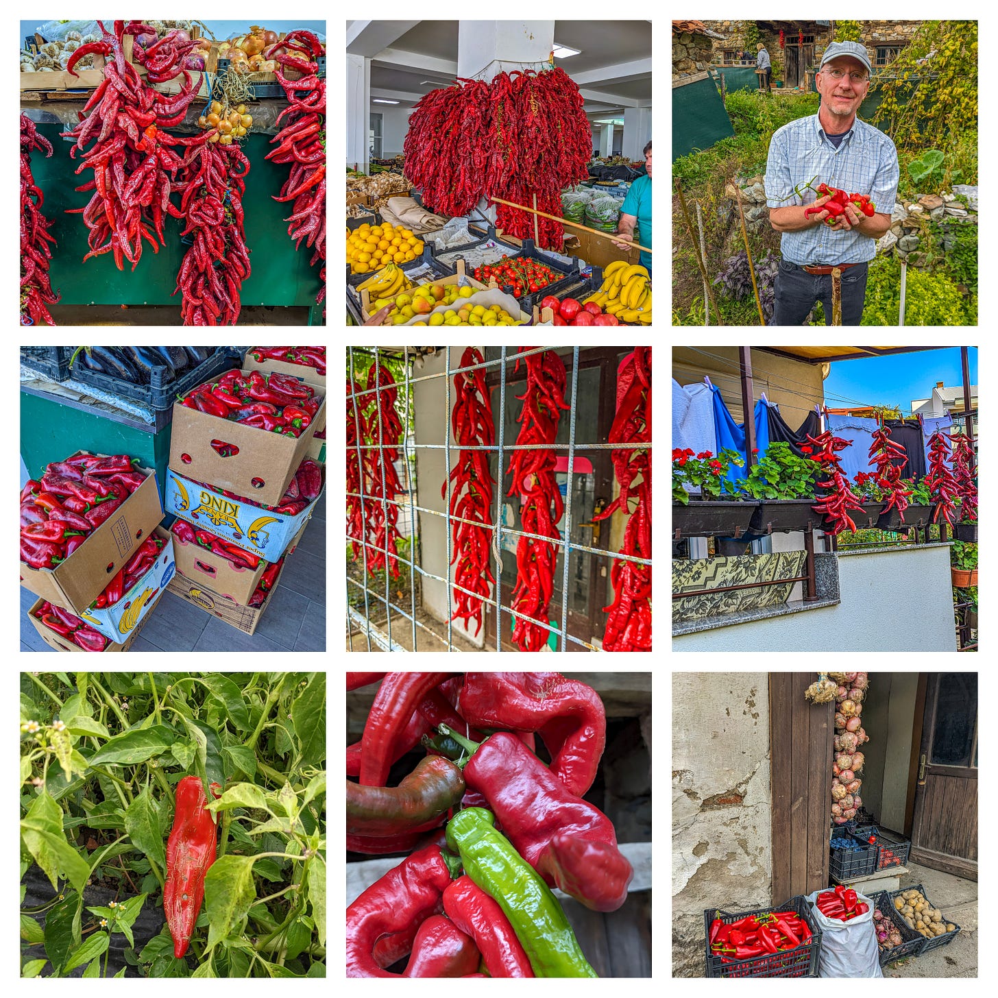 A collage showing nine different pictures of red peppers in boxes, hanging from walls, eves, columns, roofs, and Brent holding a handful.