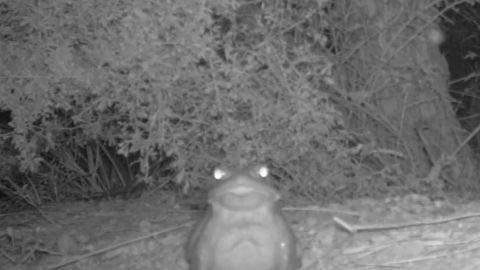 “Black and white motion sensor camera capture of Sonoran Desert Toad staring into your soul at Organ Pipe Cactus National Monument, Arizona.” Image and description via the National Park Service.