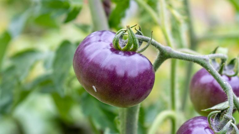 gmo purple tomatoes