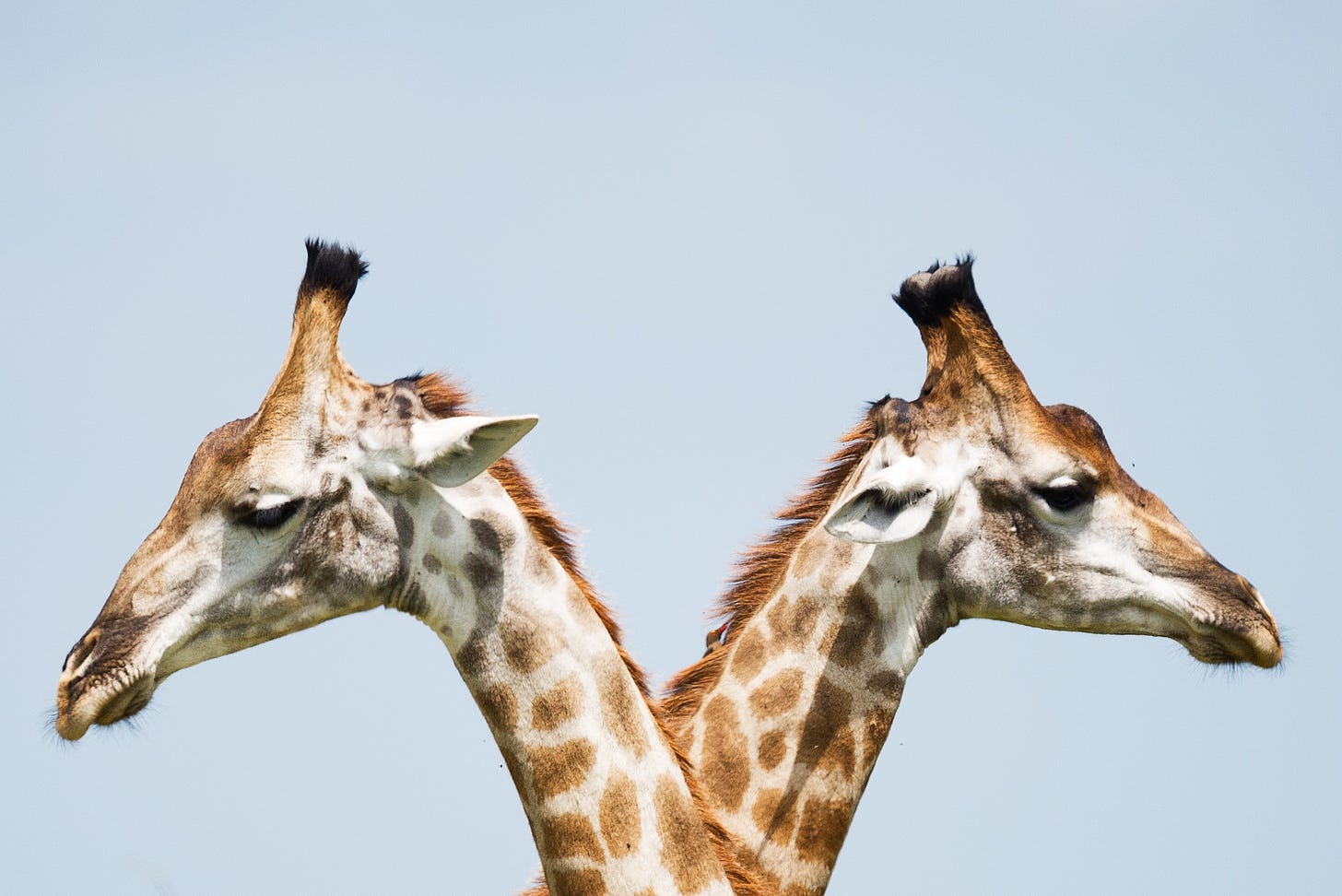 Two giraffes cross their necks, one looking to the left and one looking to the right with a blue sky behind them.