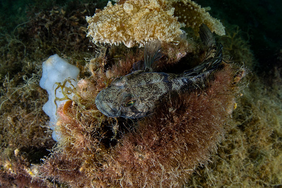 Gobius niger