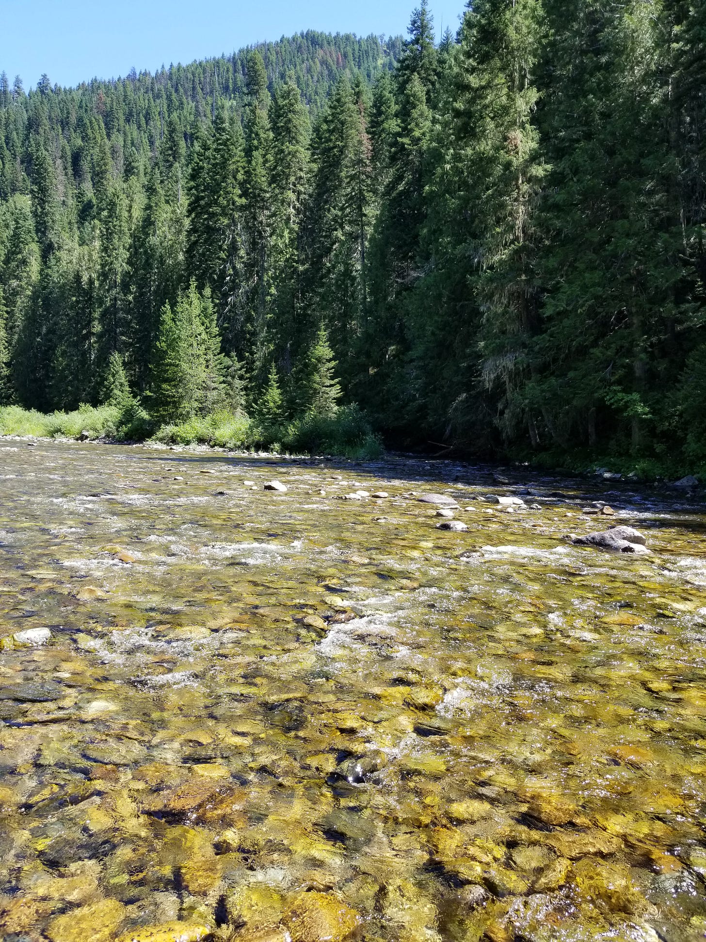 forested mountains with clear river running