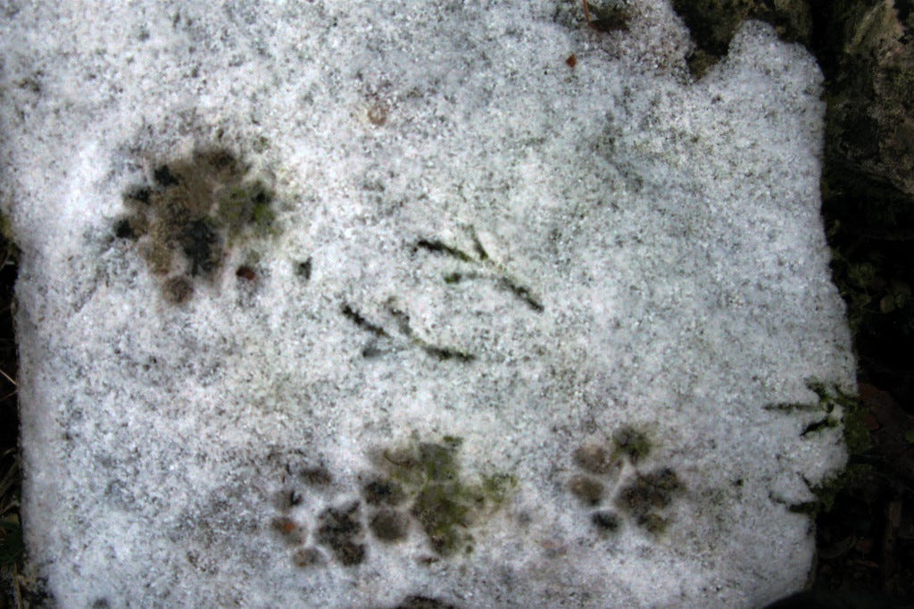 Tracks in the snow suggest a bird being captured by a cat.