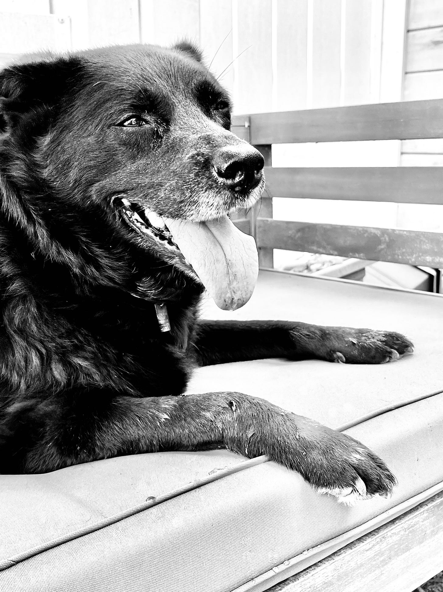 Sparty dog on outdoor couch, dirt on his tongue