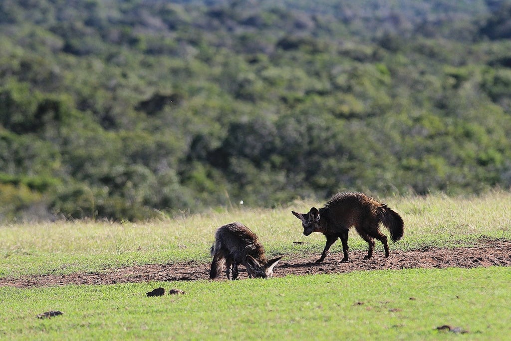 Two bat eared foxes at a water hole