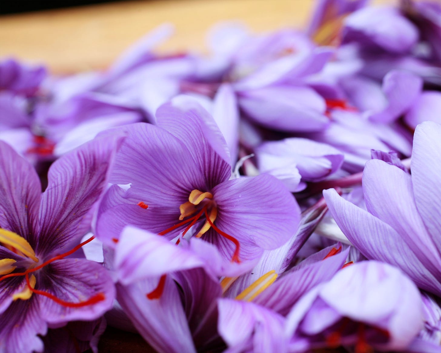 How to grow saffron: a step-by-step guide to grow saffron | Homes & Gardens  |