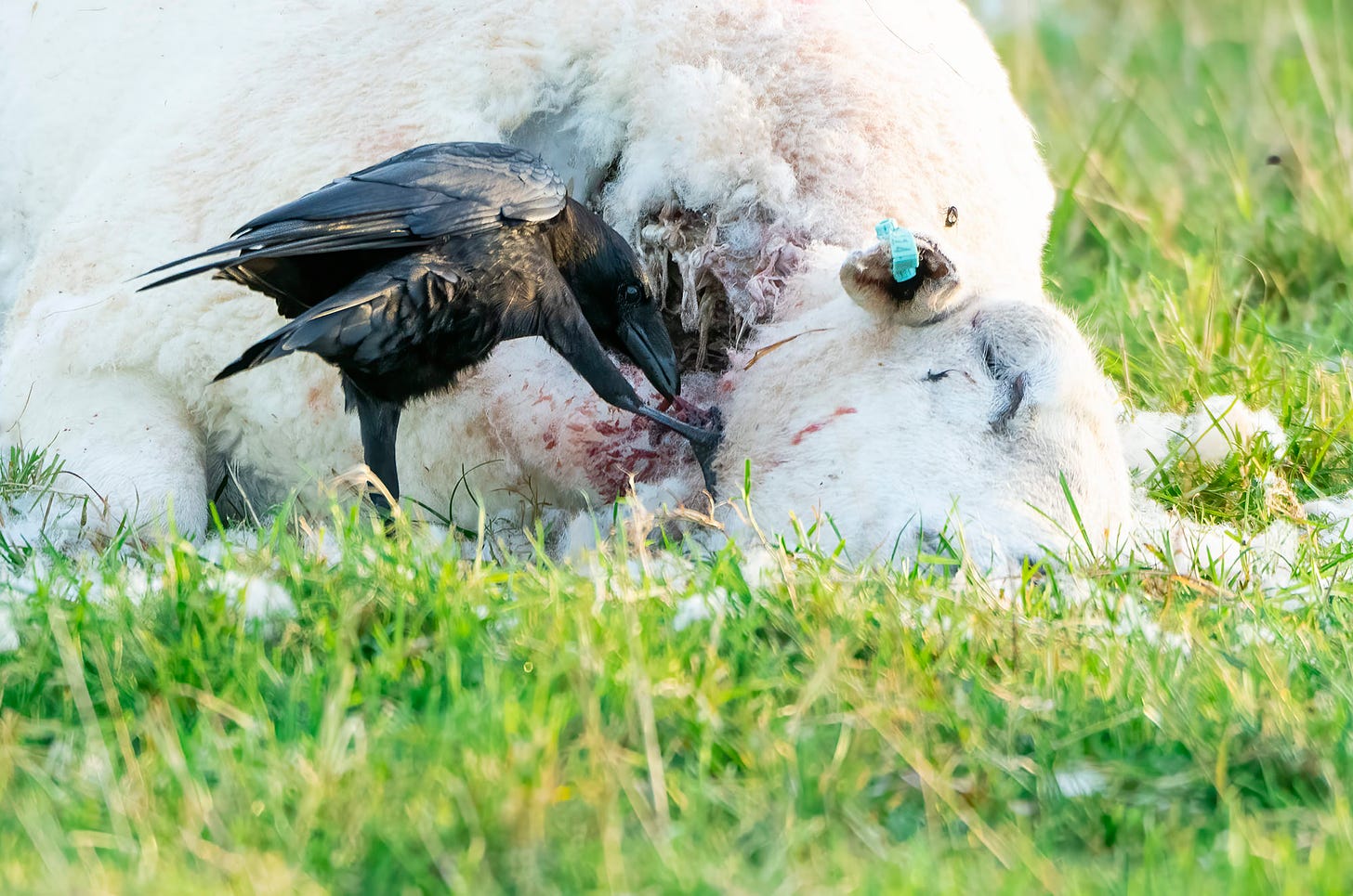 Photo of a carrion crow pulling at a sheep carcass