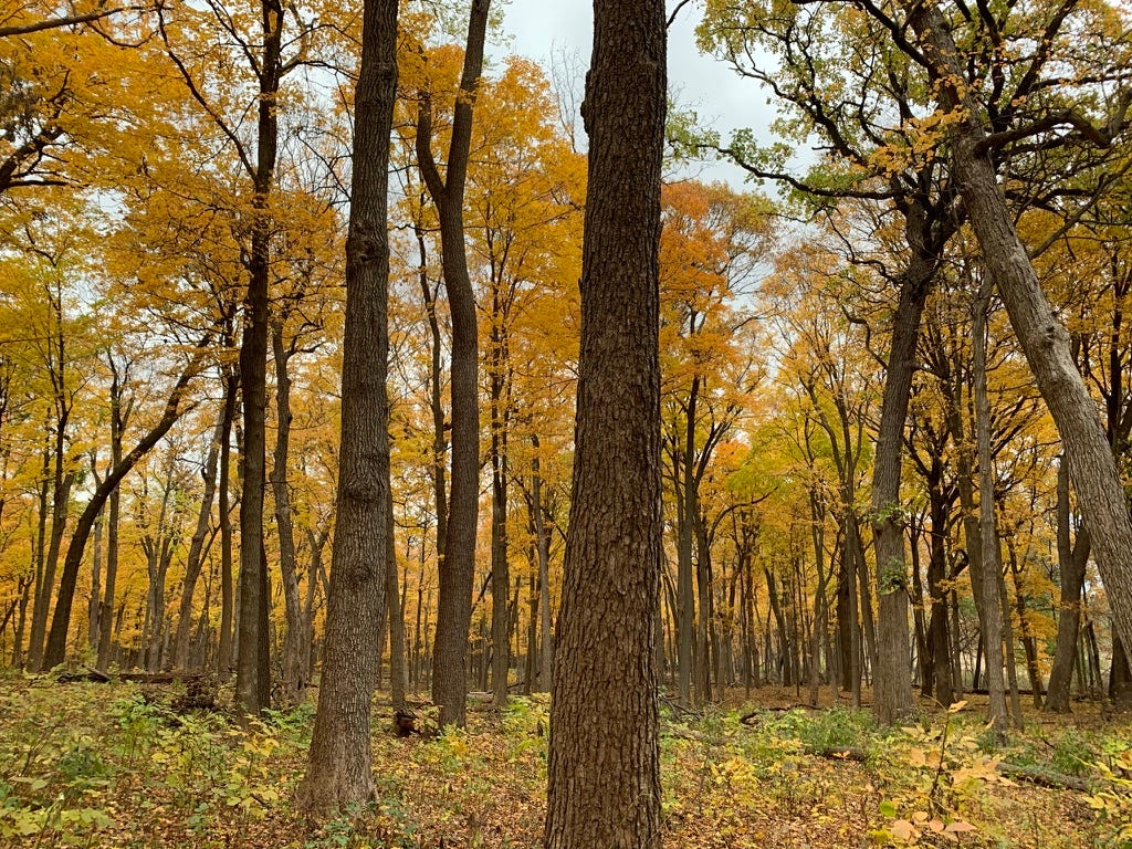 A forest with many trees showing yellow and orange leaves, with some green patches interspersed.