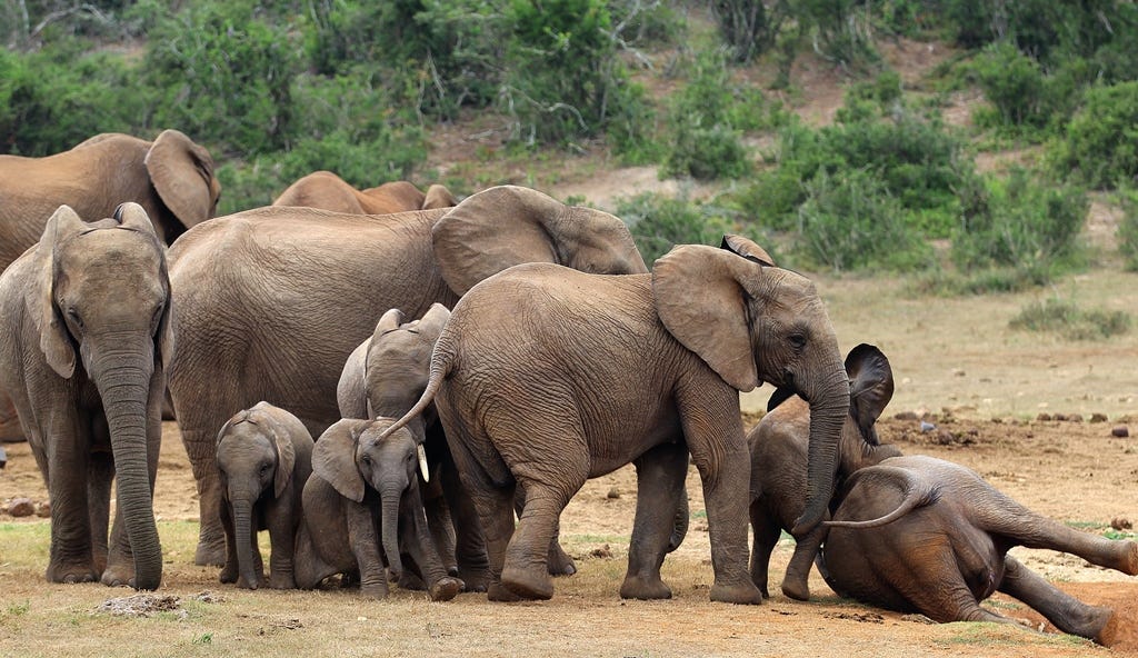 elephants playing around