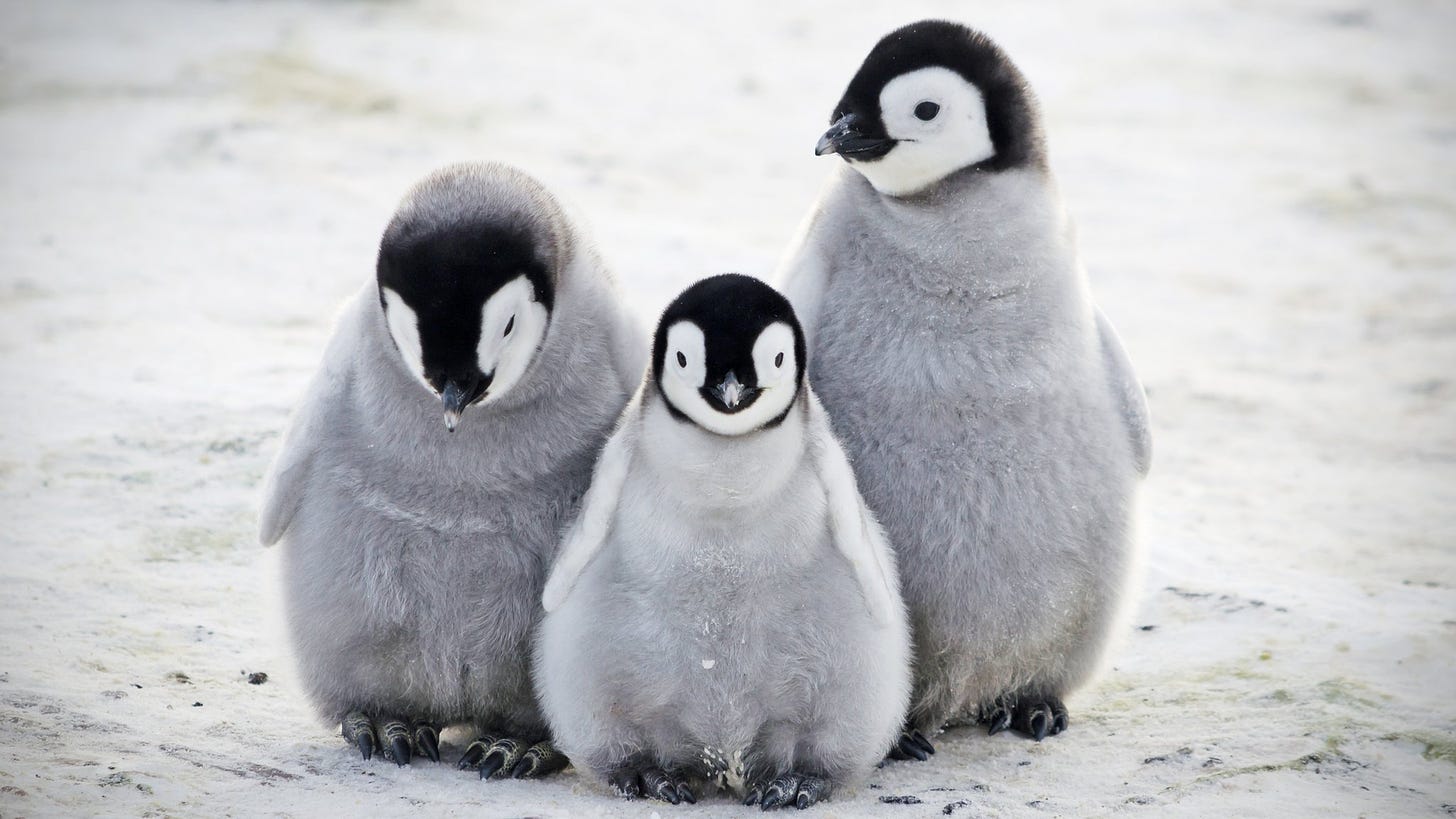 World Penguin Day: How will you celebrate the special penguin in your life?  - CBBC Newsround