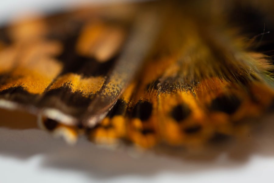 Close-up photo of orange and brown butterfly wings