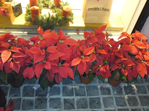 smith&hsu餐廳外的聖誕紅